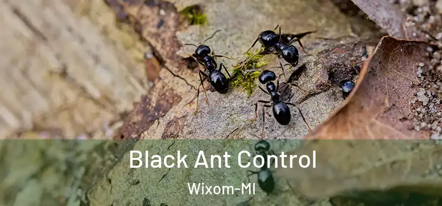 Black Ant Control Wixom-MI