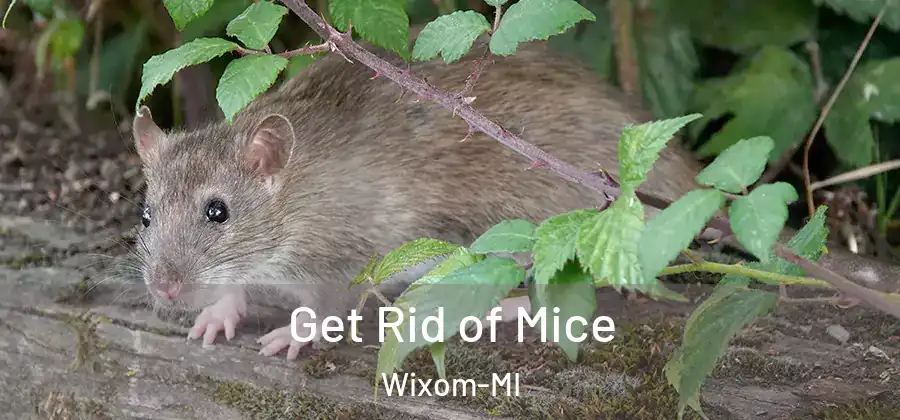  Get Rid of Mice Wixom-MI