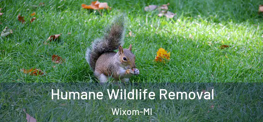 Humane Wildlife Removal Wixom-MI