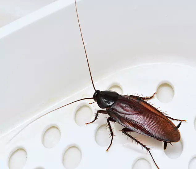 Trusted Cockroach Exterminator: Your Roach Control Services in Wixom, MI