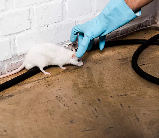 About Rodent Control Experts in Wixom, MI