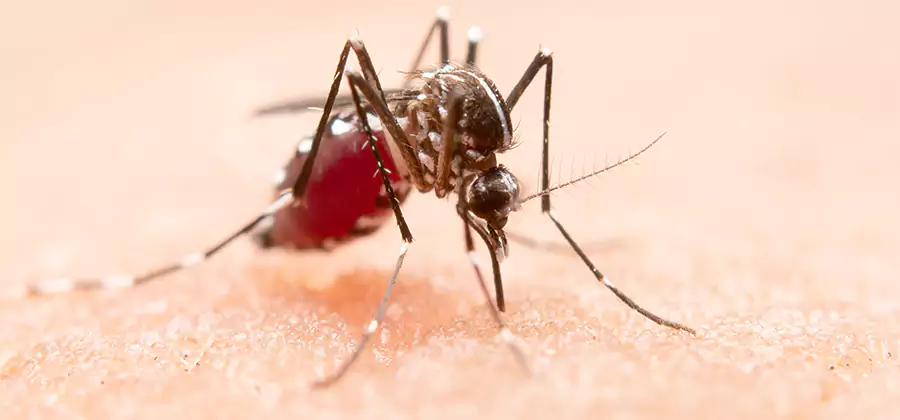 Pond Mosquito Control and Water Treatment in Wixom