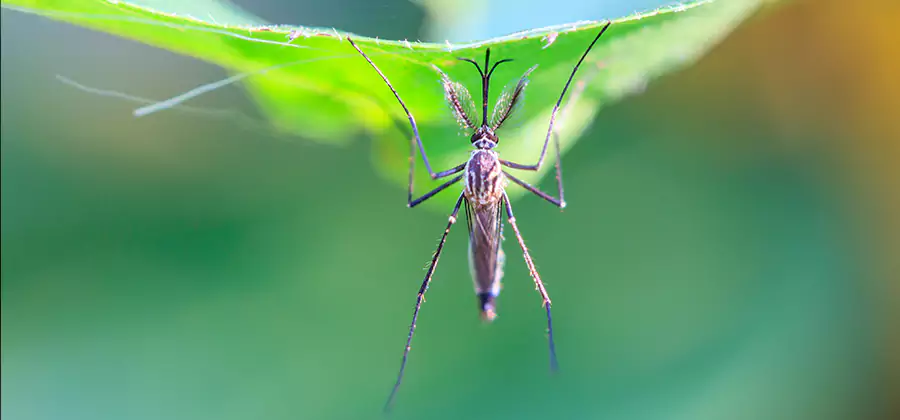 Home Defense Insect Killer in Wixom