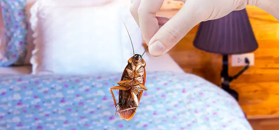 Bed Bug Inspection in Wixom