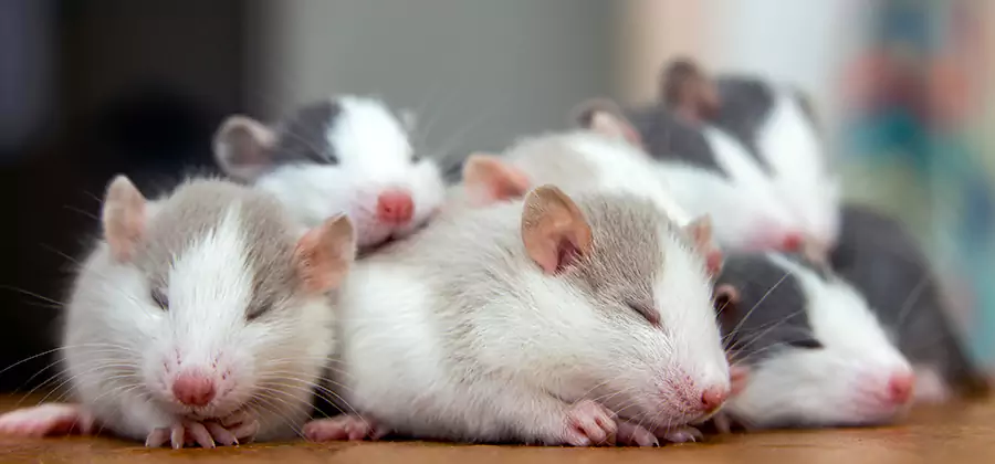 Rat Infestation Exclusion Service in Wixom
