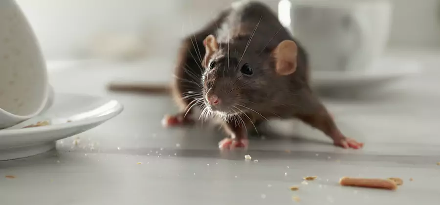 Attic Rat Exclusion Service in Wixom