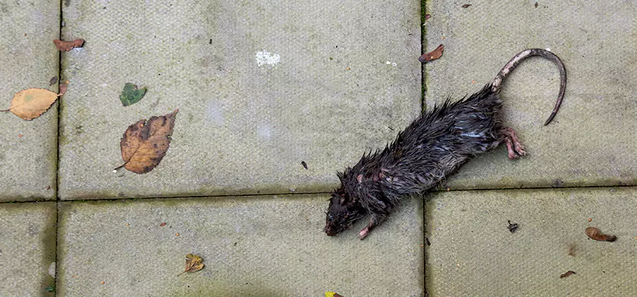 Rodent inspection service in Wixom