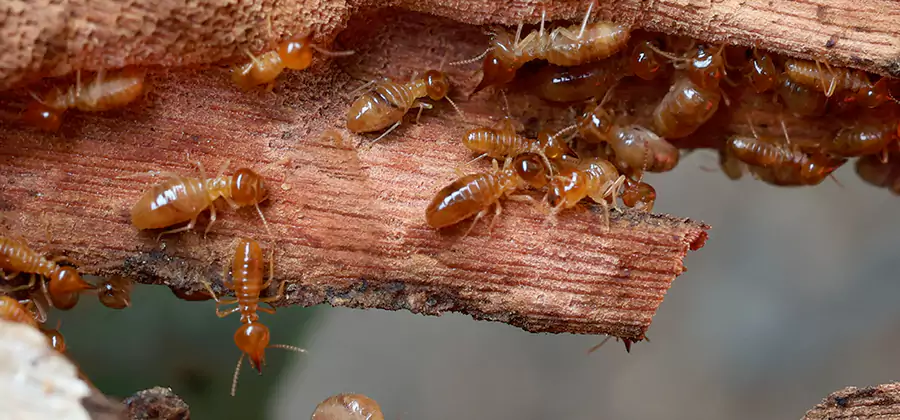 Perimeter Soil Termite Treatment in Wixom