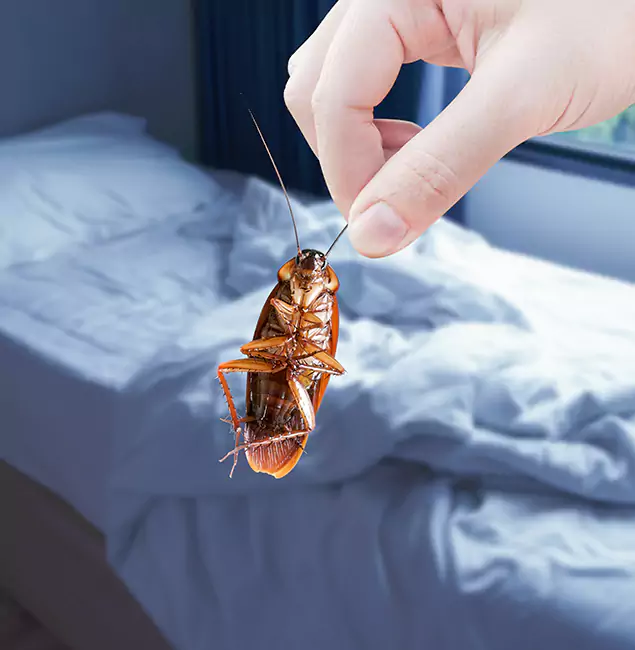 Why Choose Wixom Pest Control Pro for Bed Bug Extermination in Wixom, MI?