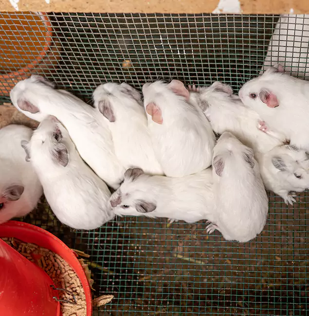 Why Choose Wixom Pest Control Pro for Rat Infestation in Wixom, MI?