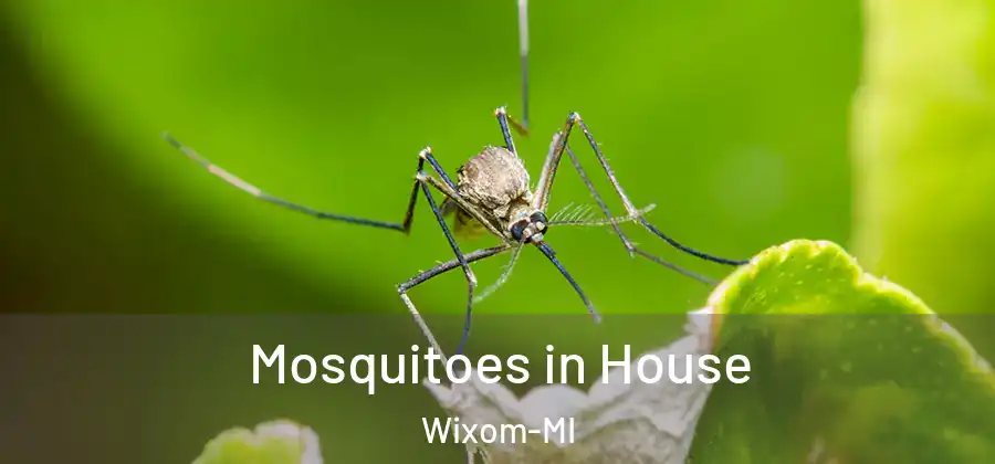 Mosquitoes in House Wixom-MI