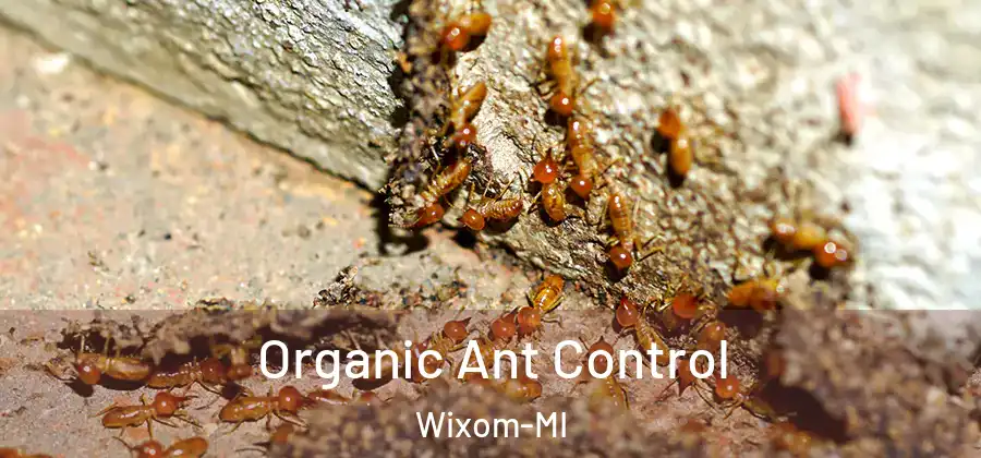  Organic Ant Control Wixom-MI
