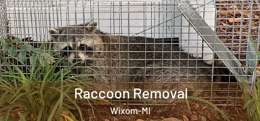 Raccoon Removal Wixom-MI