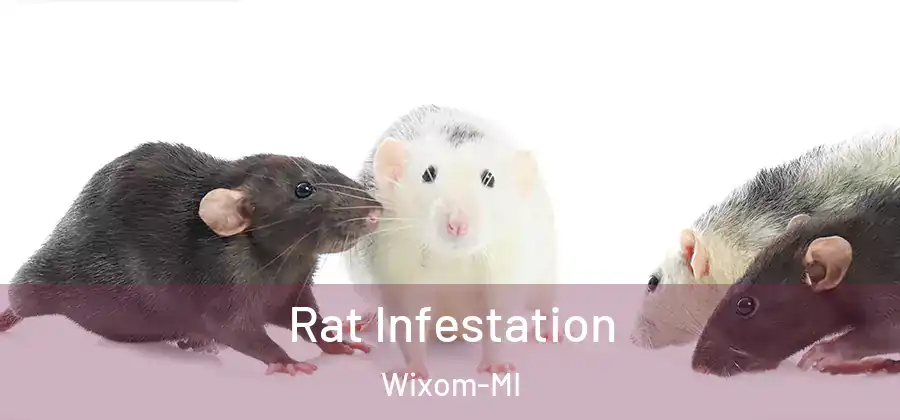 Rat Infestation Wixom-MI