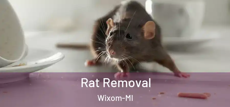 Rat Removal Wixom-MI