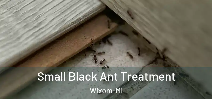 Small Black Ant Treatment Wixom-MI