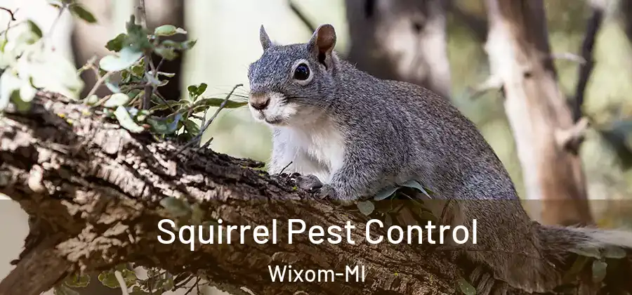 Squirrel Pest Control Wixom-MI