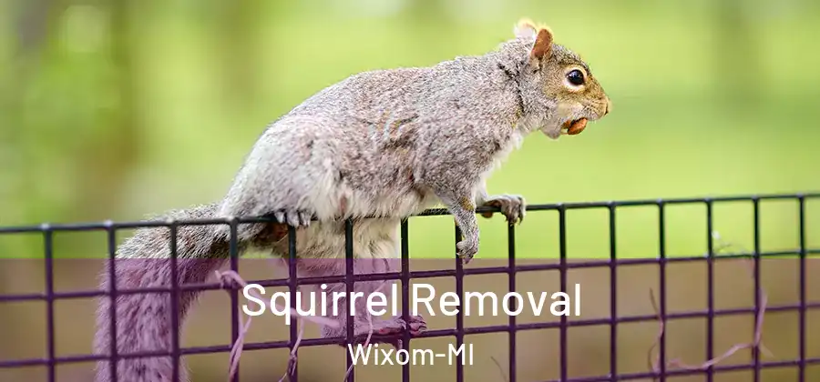 Squirrel Removal Wixom-MI